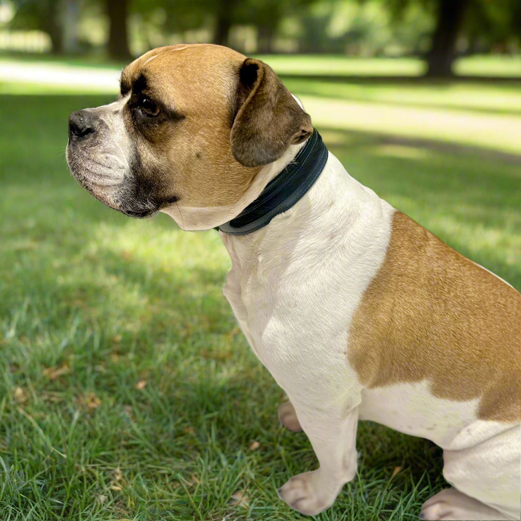 Luxury Black SpringBok Cases In Leather for Large Dogs – SpringBok Leather Collar