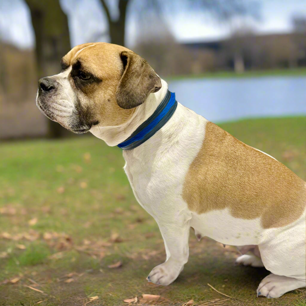 Luxury Dark Blue SpringBok Cases In Leather for Medium Dogs – SpringBok Leather Collar