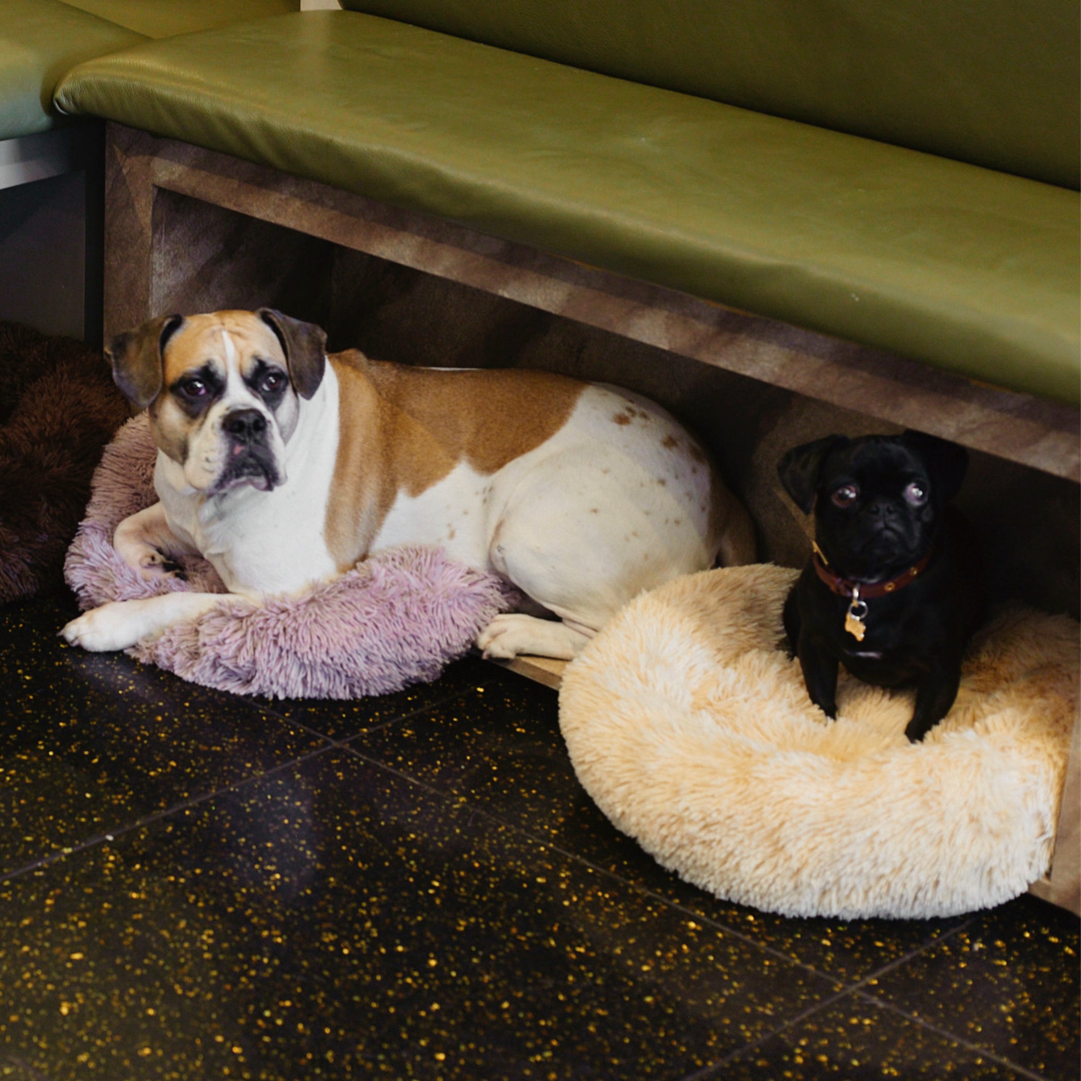 70 hour Doggy day care package