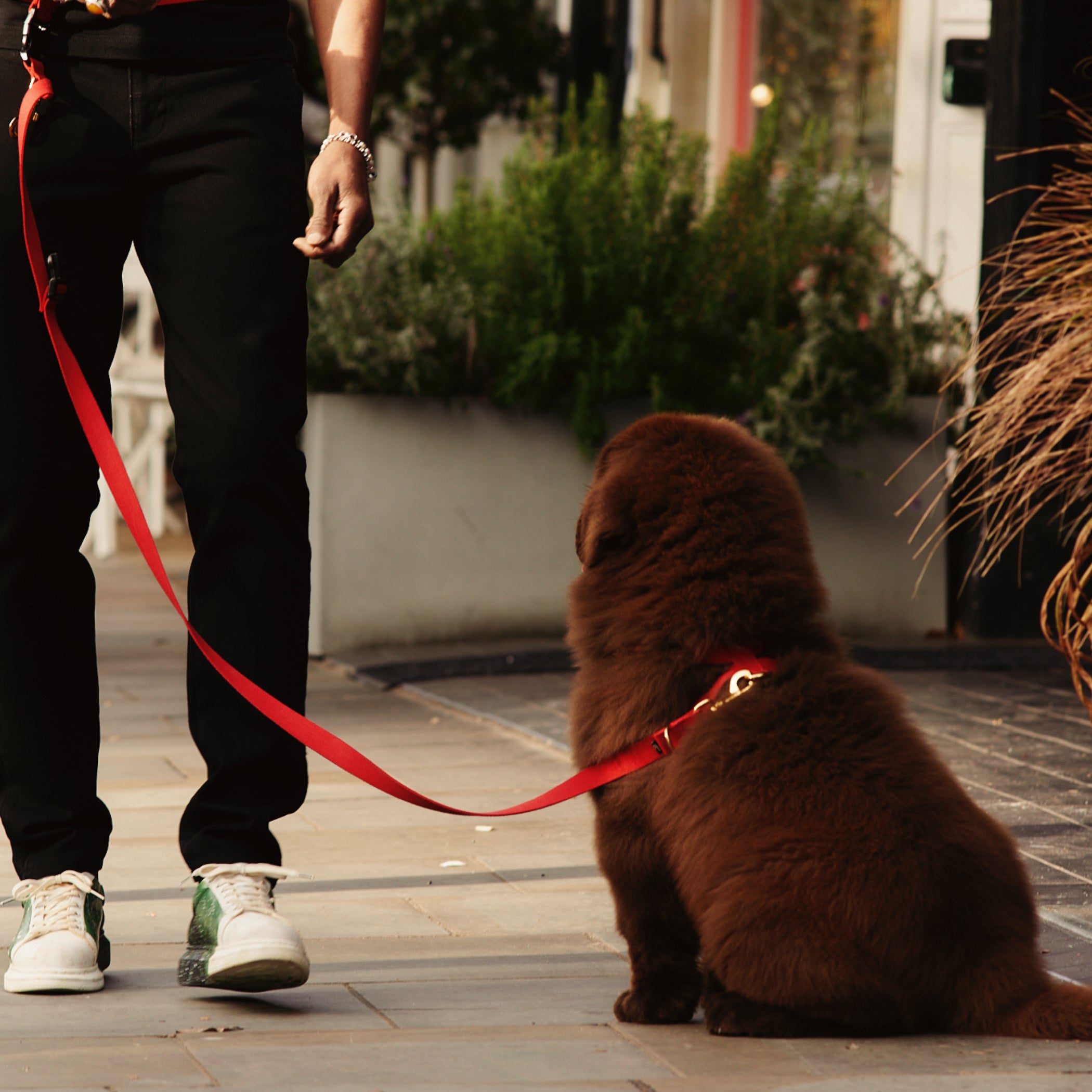 Puppy Training Package