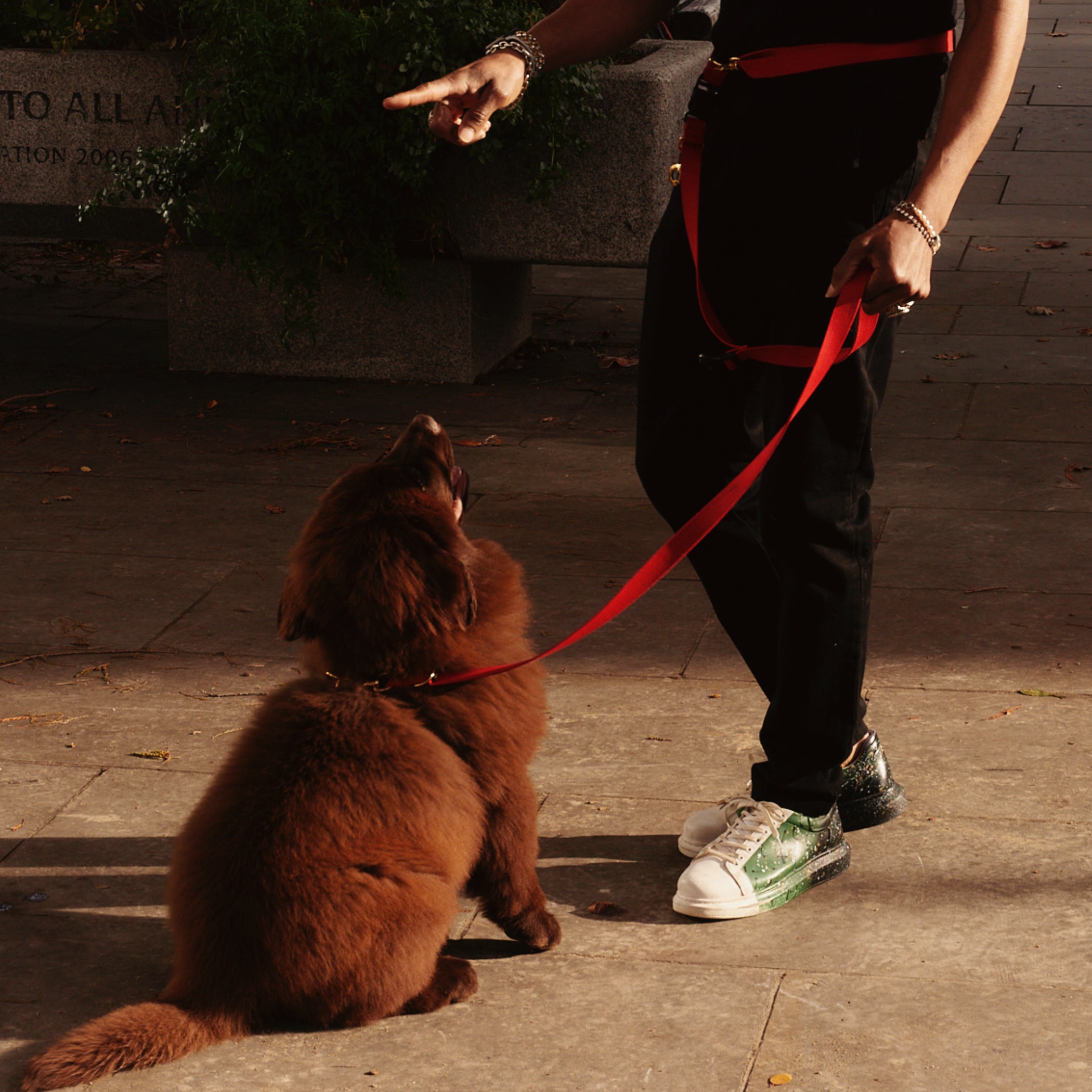 Puppy Training Package