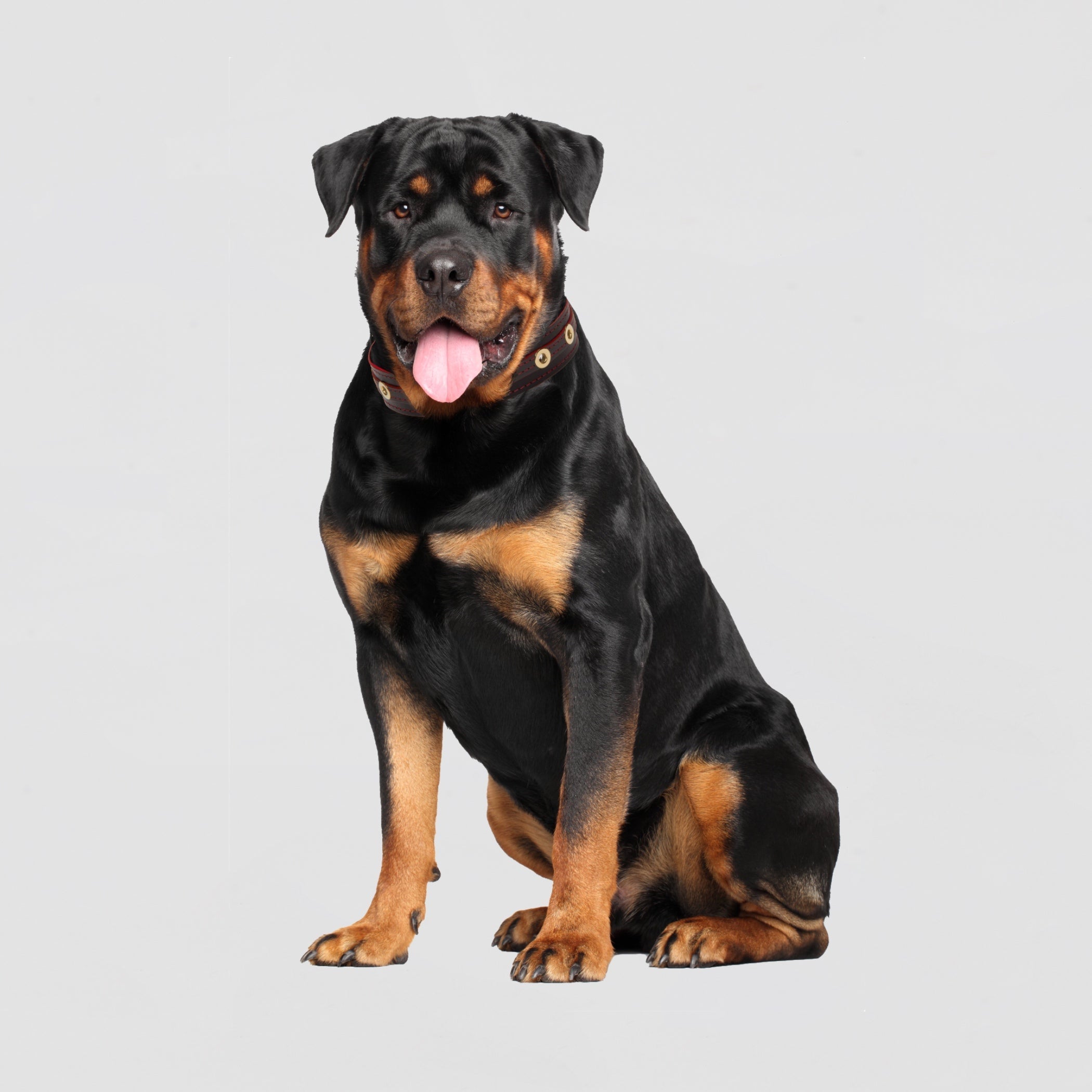 Luxury Leather Dog Collar Grey On Black Medium and XLarge Breeds – Leather Collar