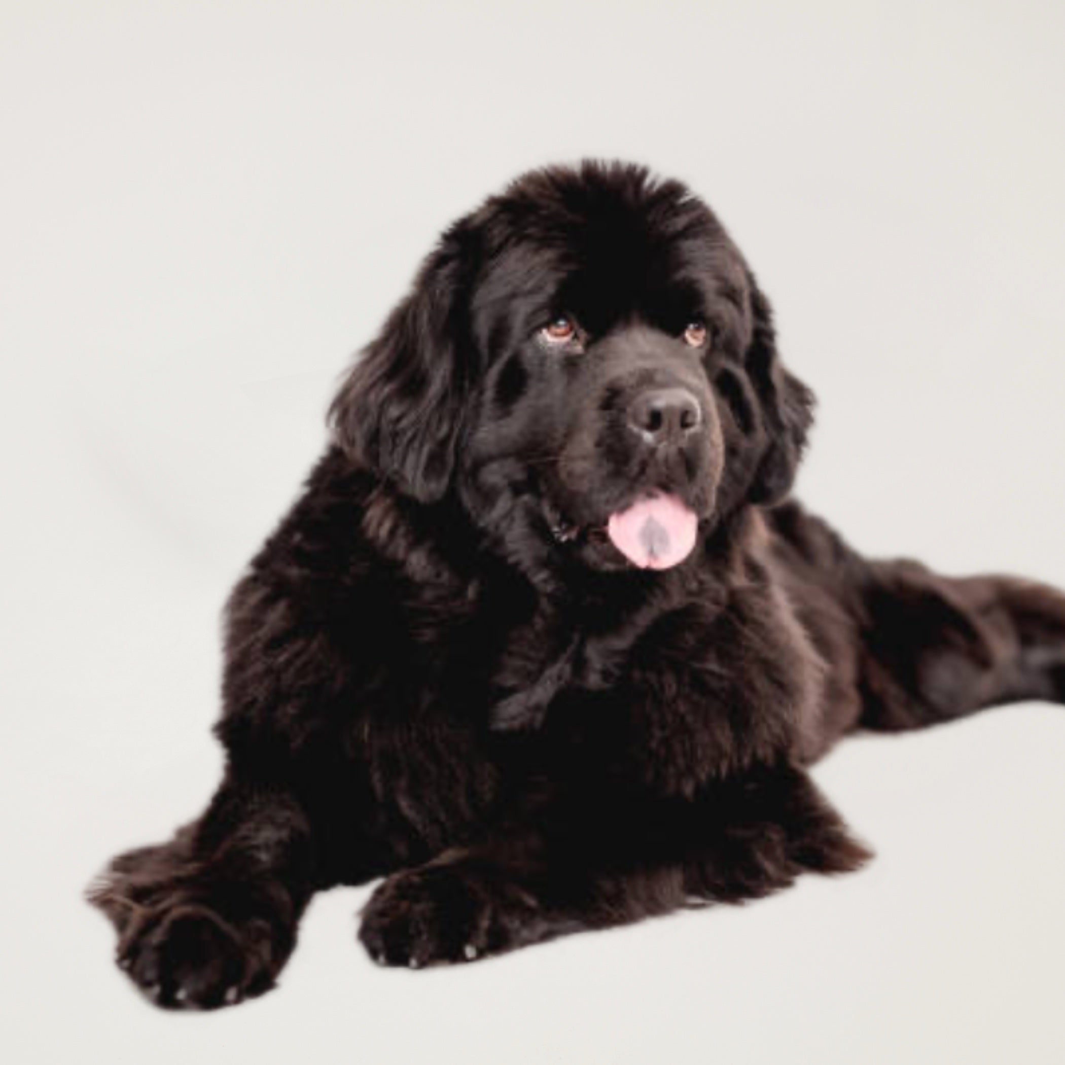 Gold Dog Grooming Package