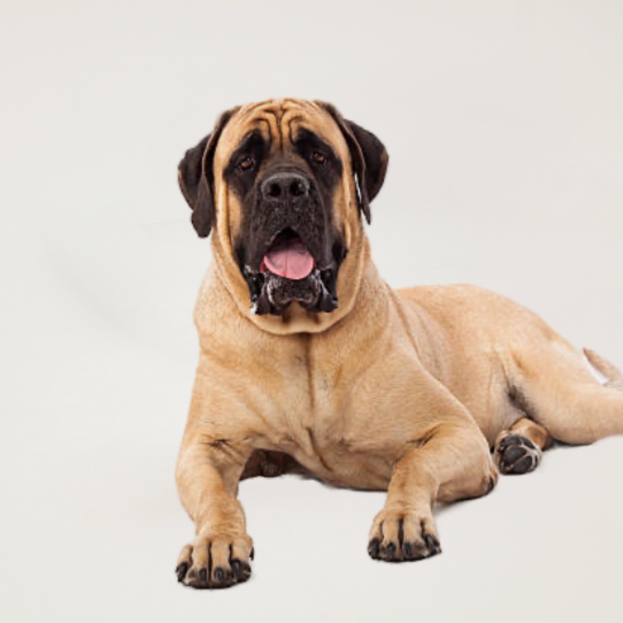 Bronze Grooming Package