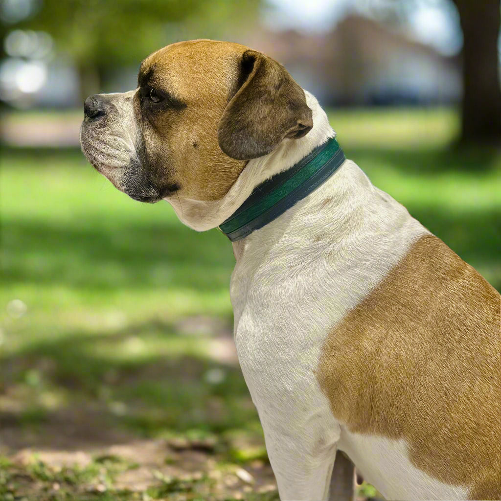 Luxury Black SpringBok Cases In Leather for Large Dogs – SpringBok Leather Collar