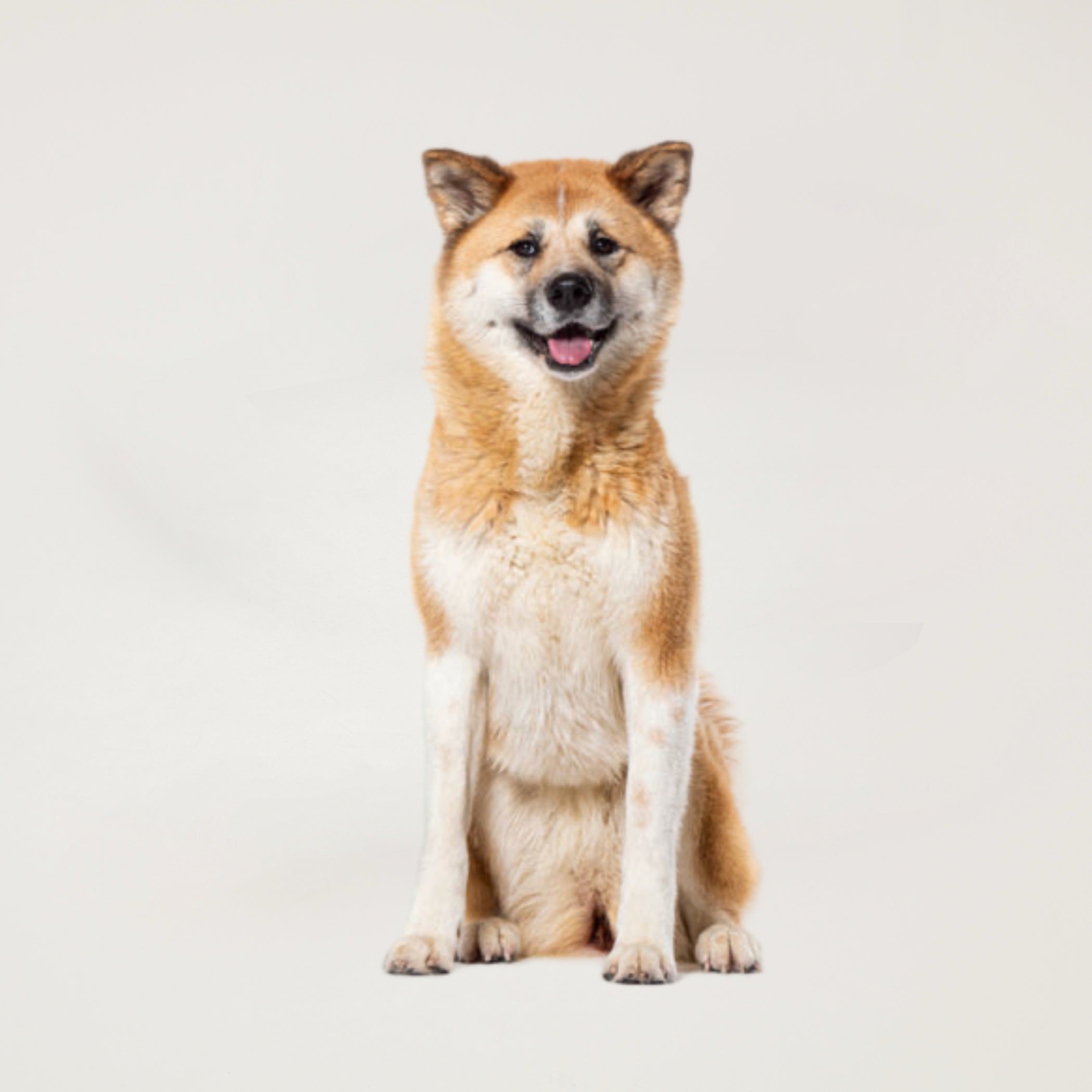 Silver Dog Grooming Package