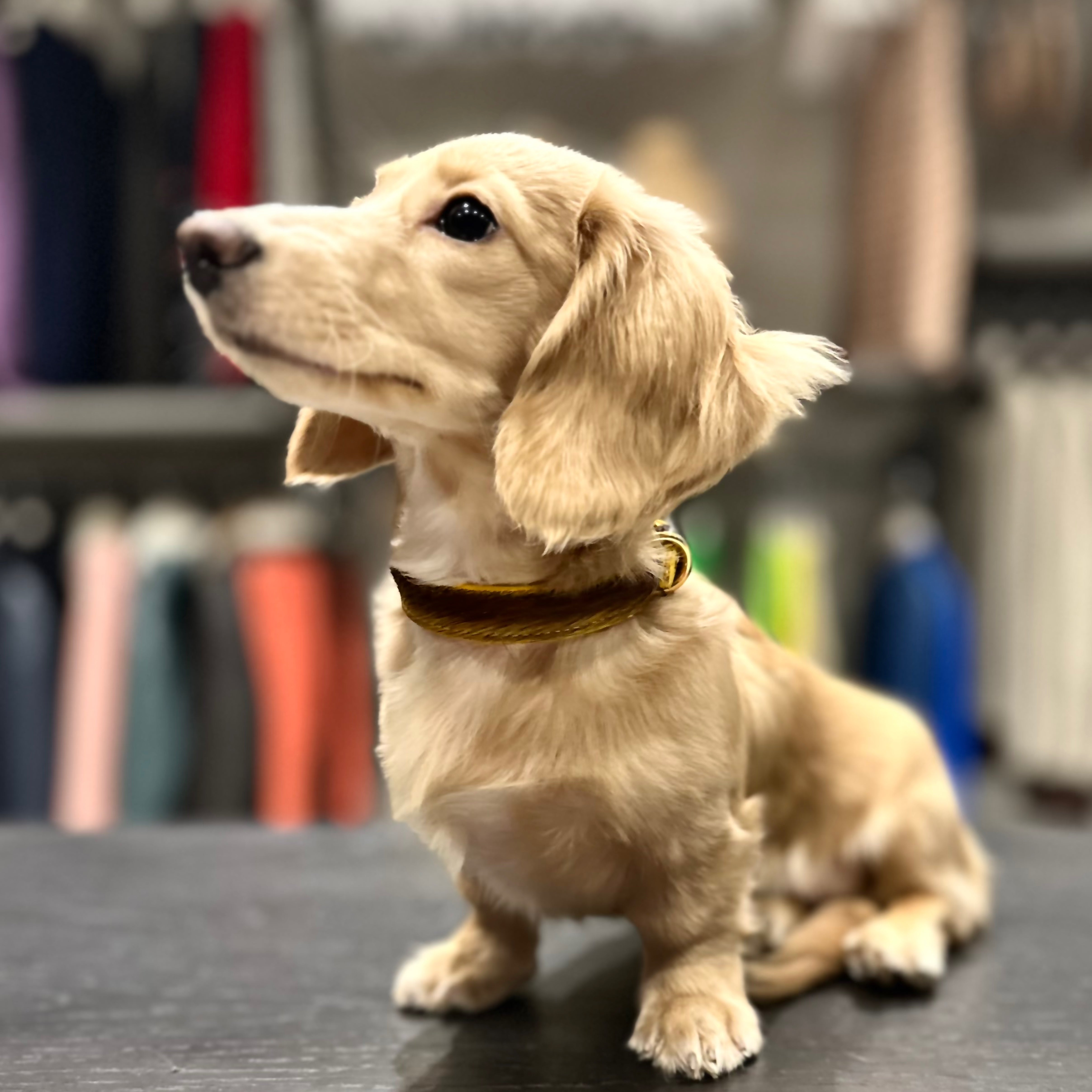 Luxury Mustard Yellow SpringBok for Toy & Small Dogs – SpringBok Leather Collar