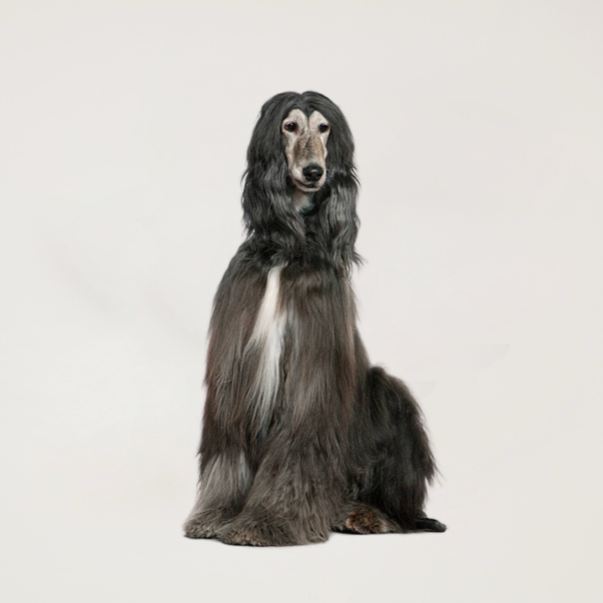 Complete Scissor All Over Grooming