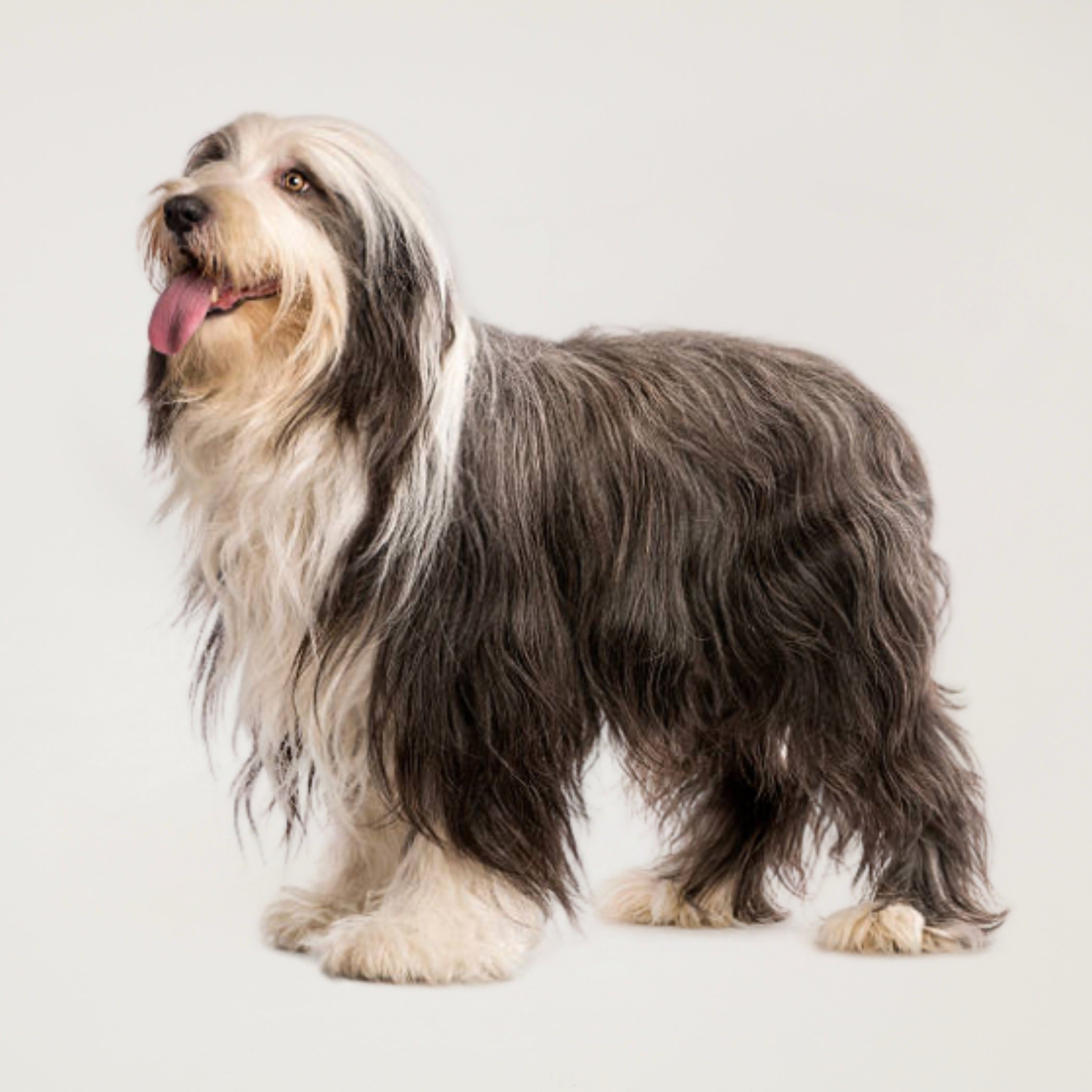 Complete Scissor All Over Grooming