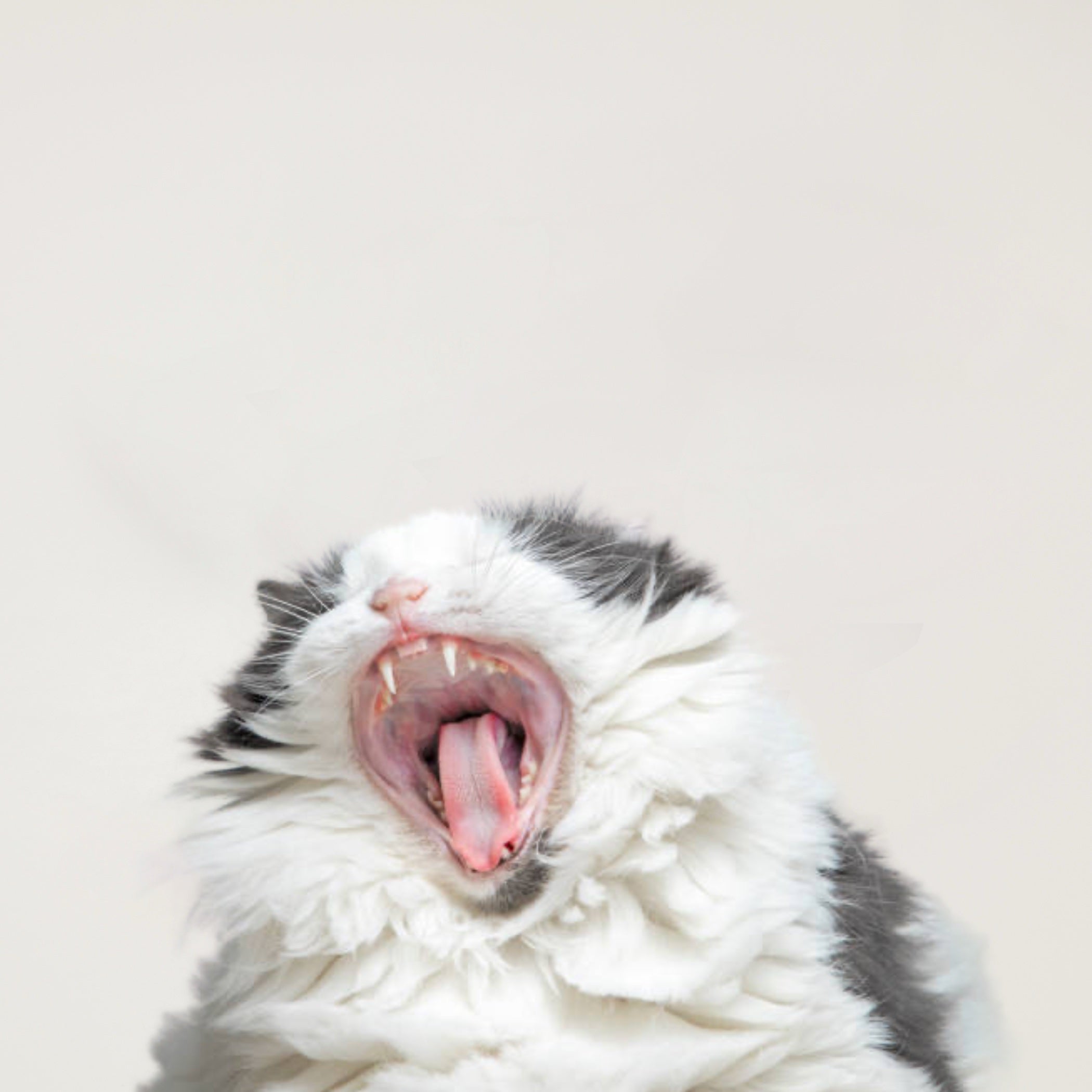 Teeth Descaling Cleaning and Polish for Cats