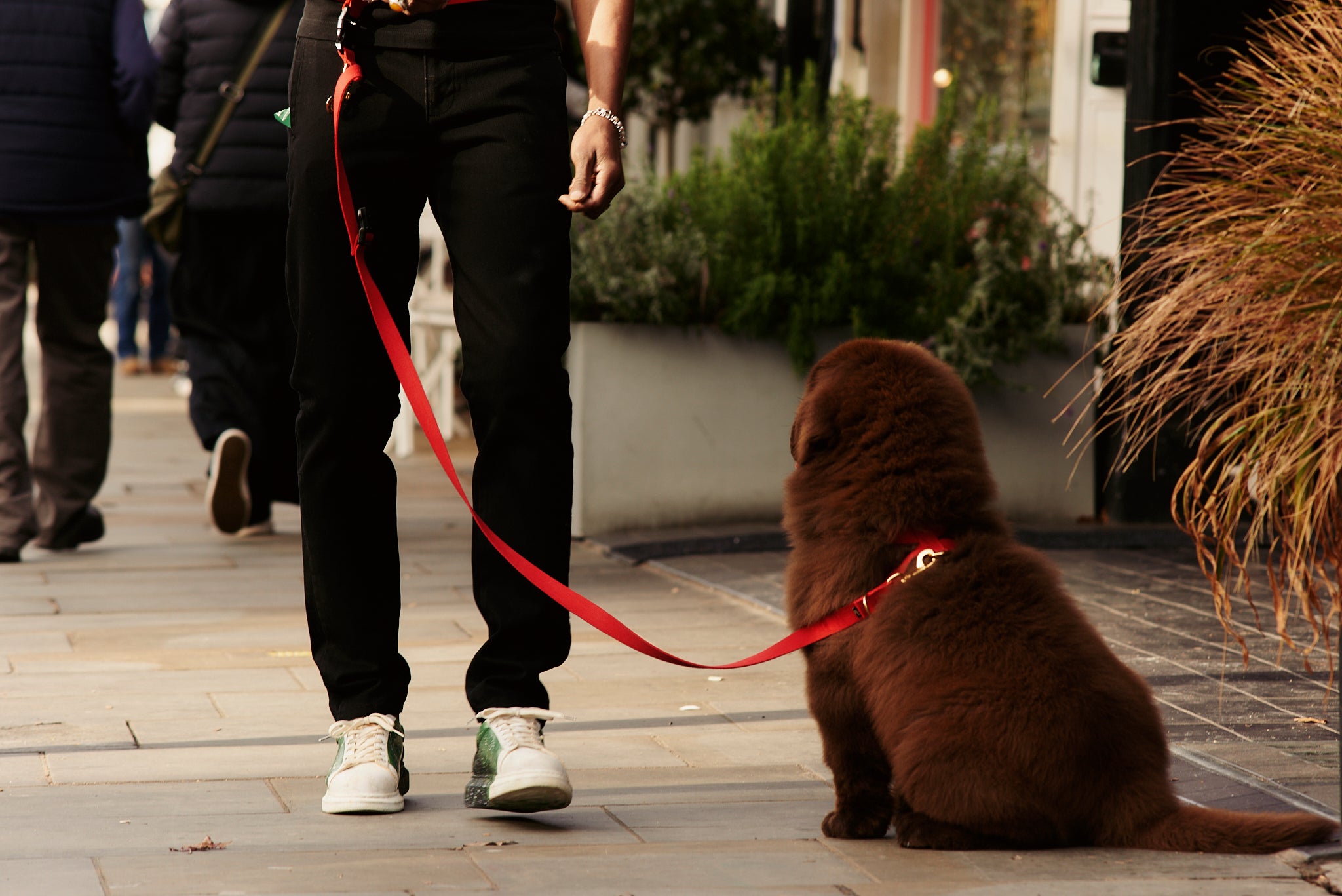 Puppy Training Package