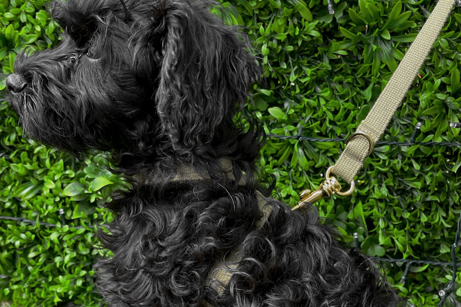 Verve Multi-functional Training Harness