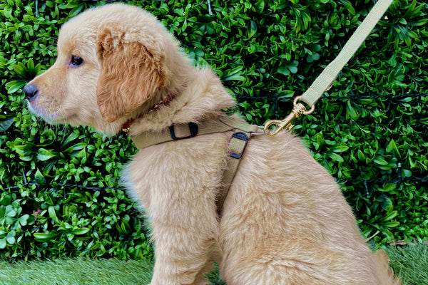 Multi-Functional Training Lead & Harness Set