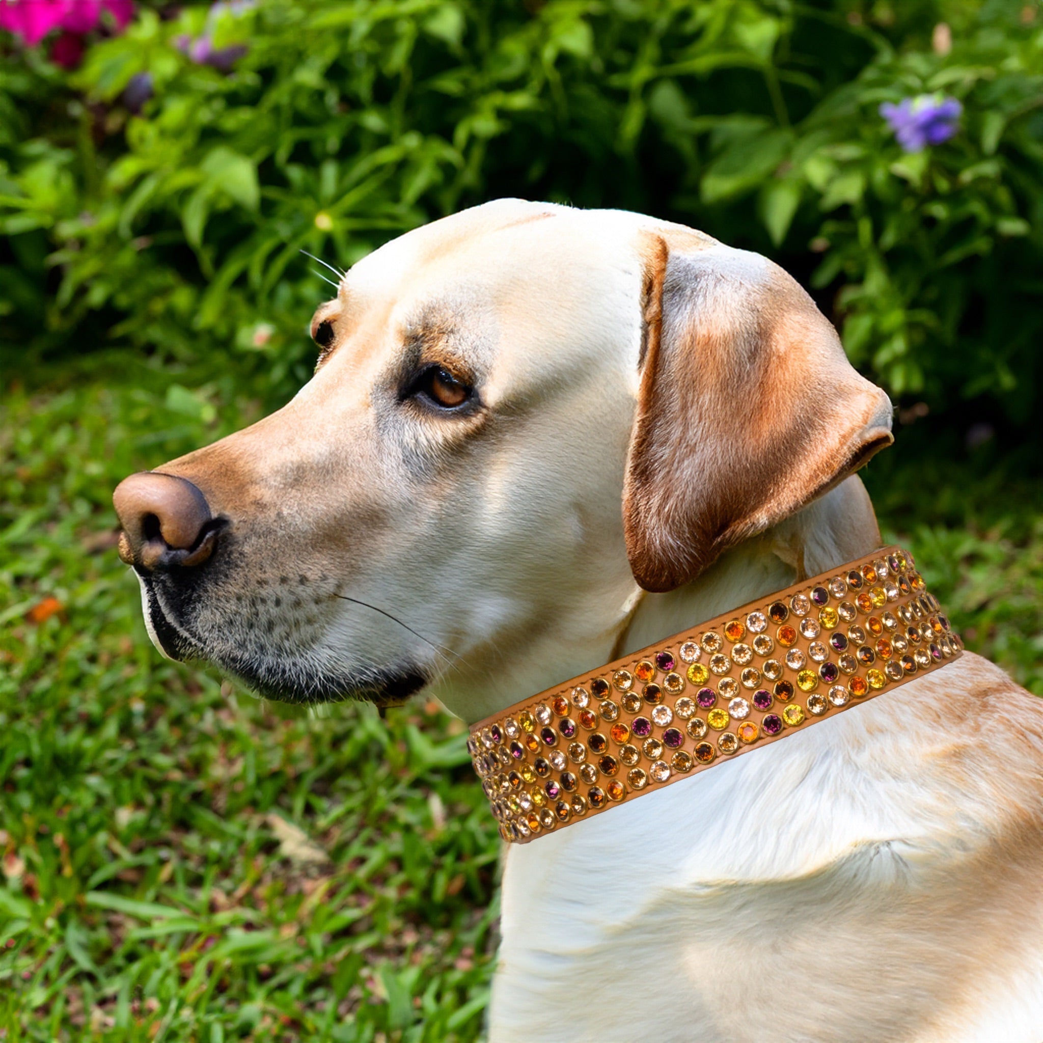 Luxury 5 Row Swarovski Crystal Nude Tan Collar Large to XLarge Breeds – Leather Collar
