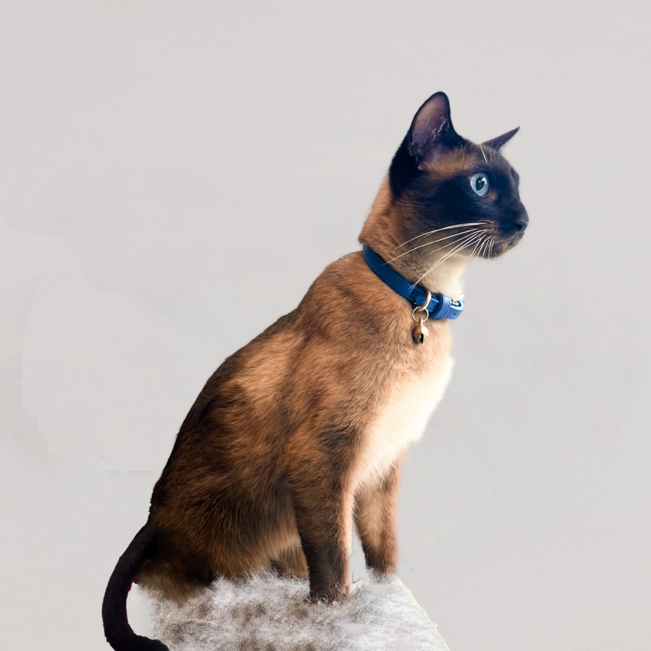 Leather Collar Royal Blue, Kitten & Cats