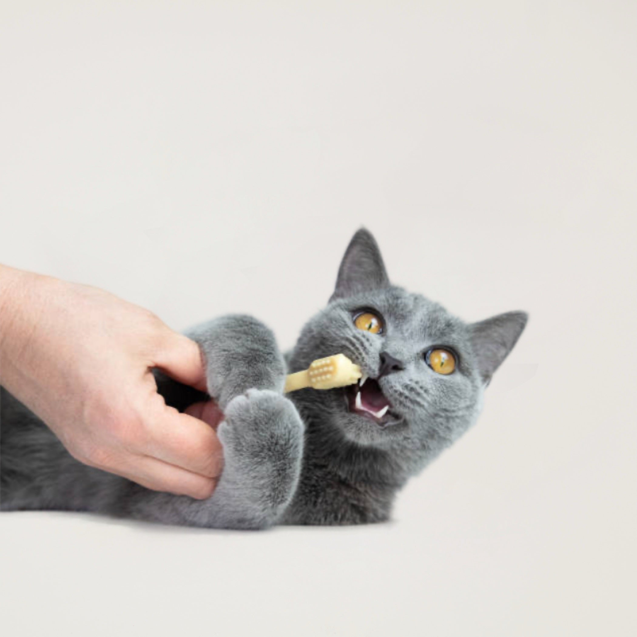 Teeth Descaling Cleaning and Polish for Cats