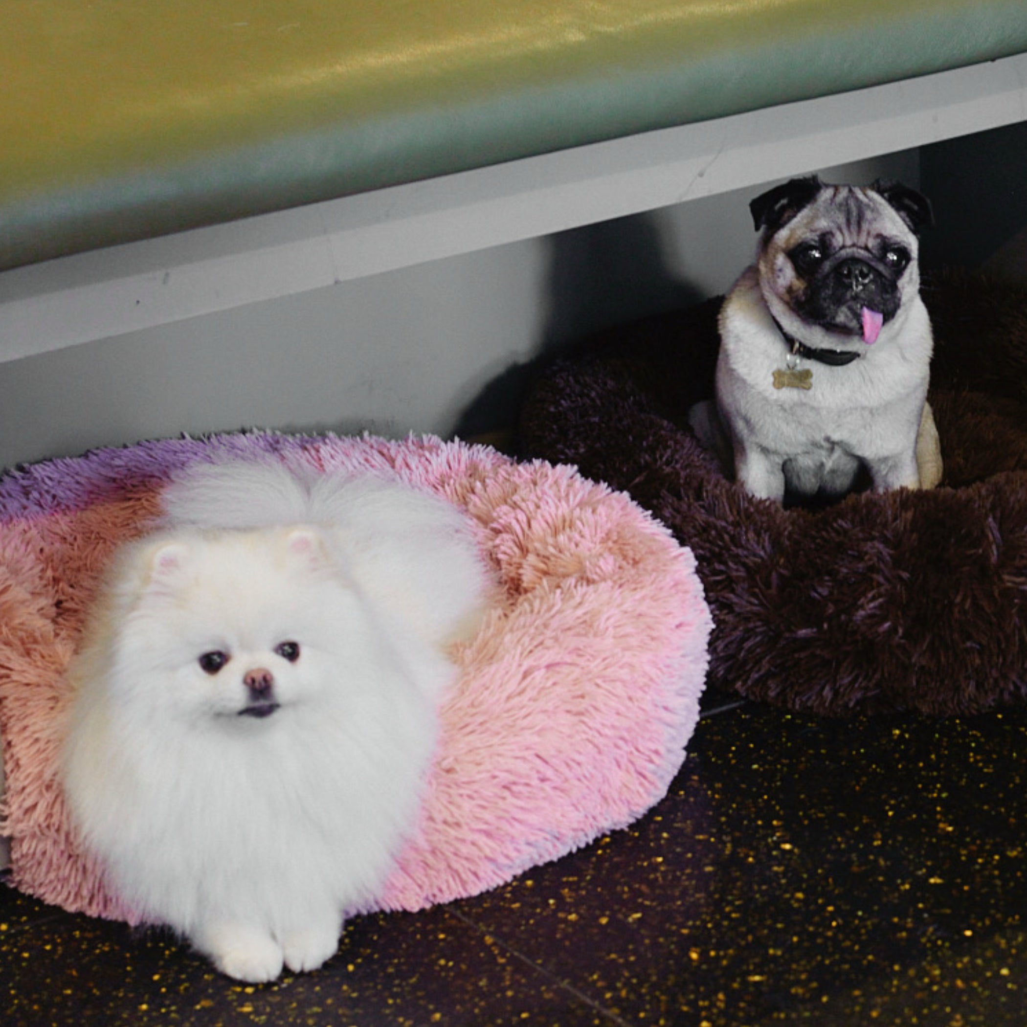 60 Hour Doggy Daycare Package with 10 Free Bonus Hours