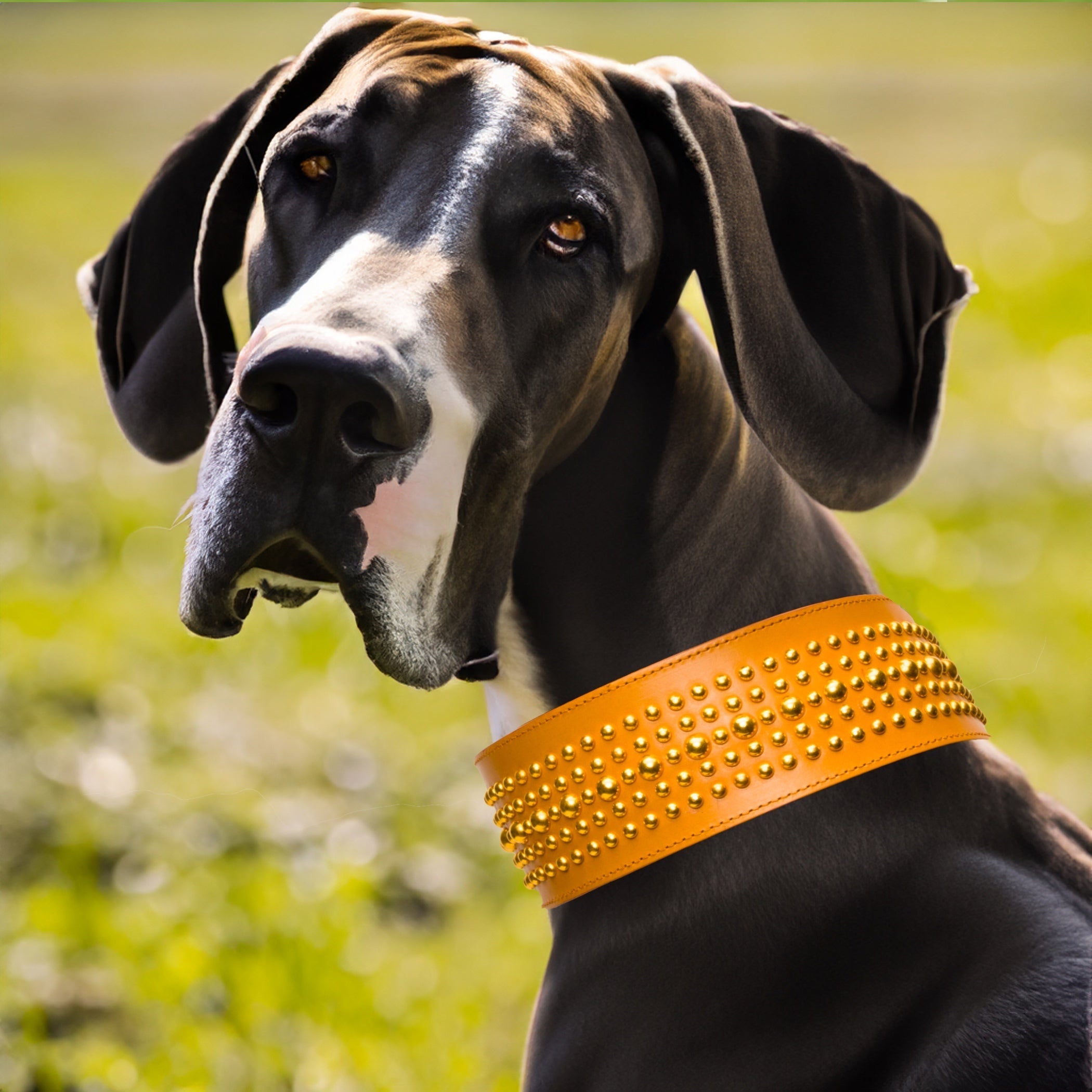 Luxury 5 Row Dome Shape Collar Nude Tan XLarge Breeds