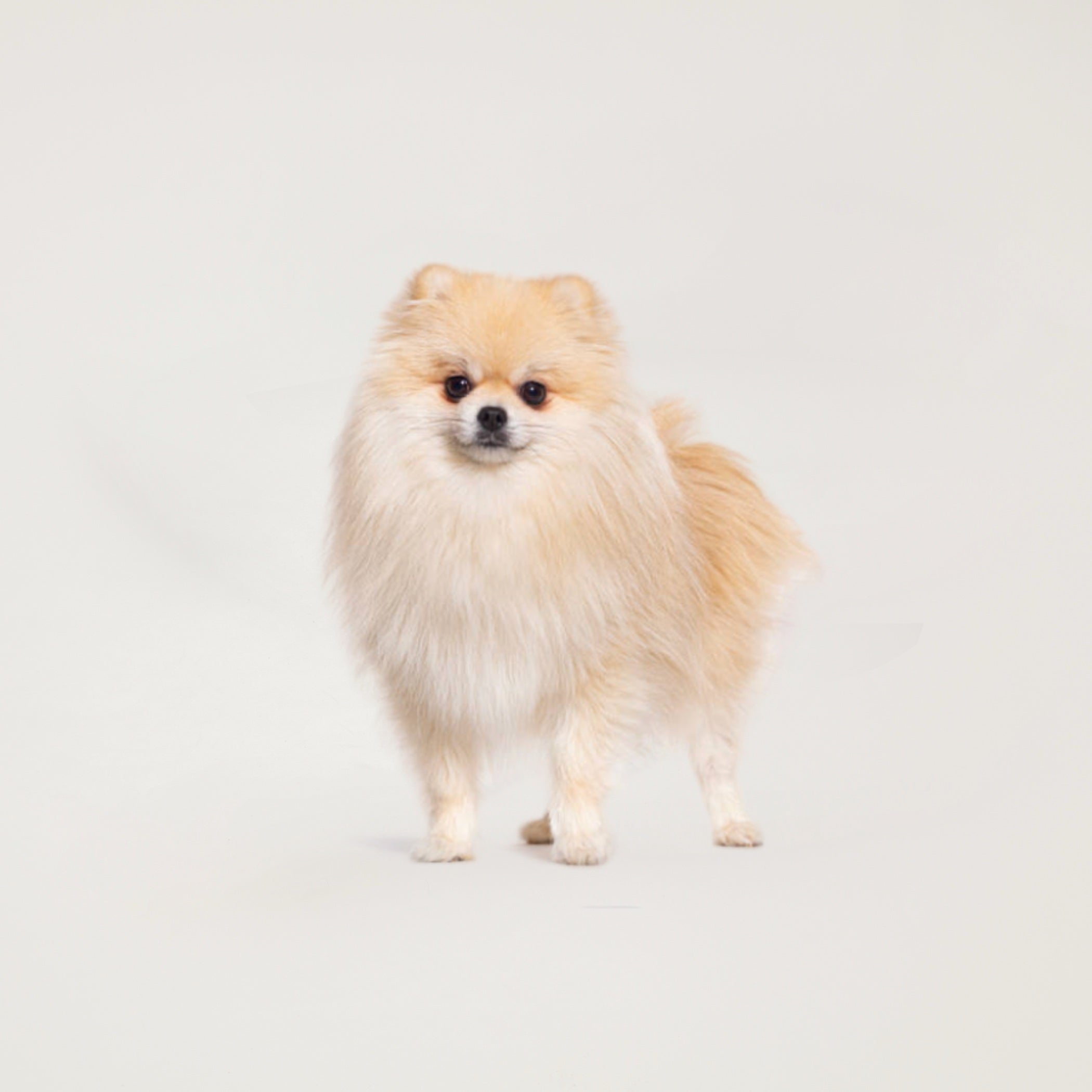 Gold Dog Grooming Package