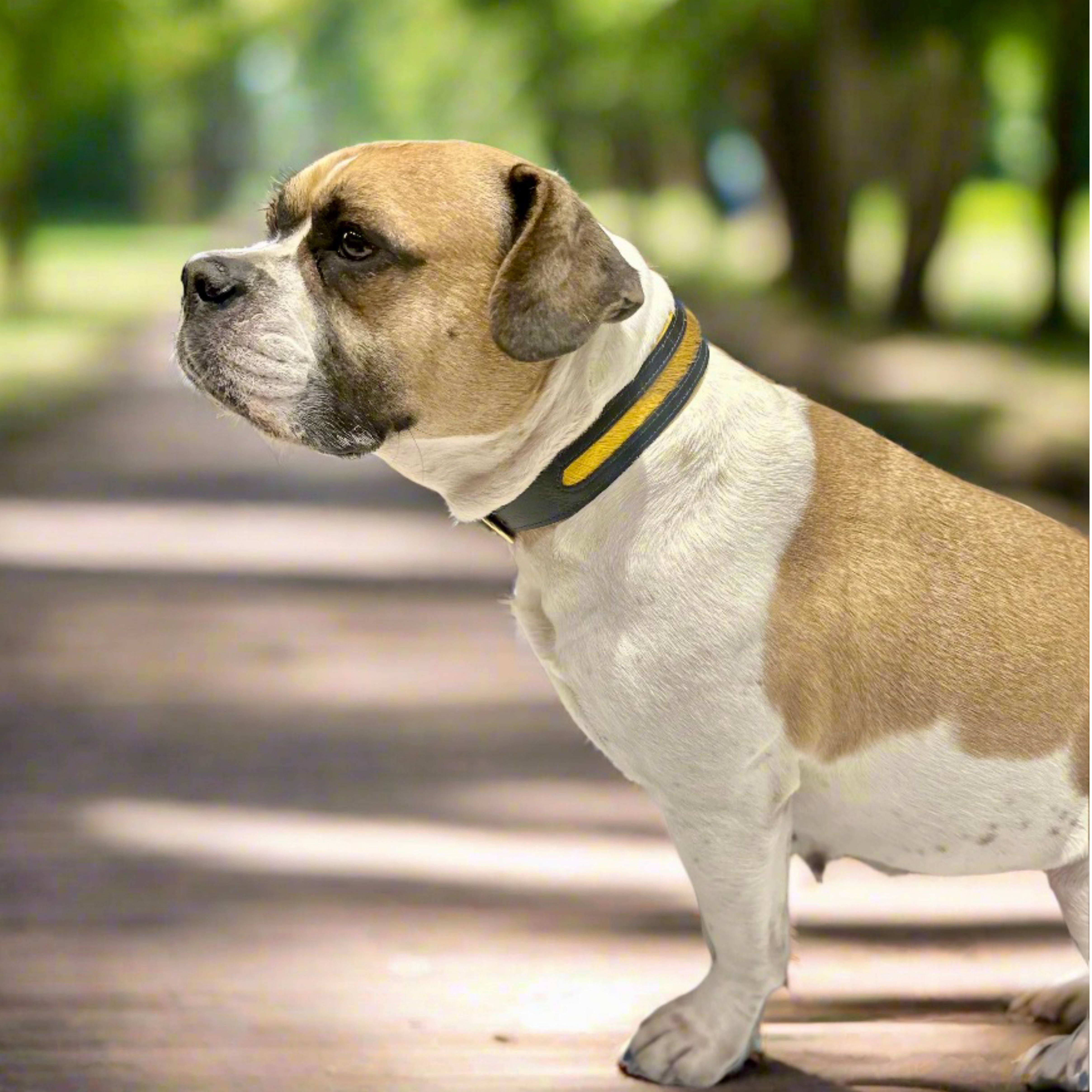 Luxury Mustard Yellow SpringBok Cases In Leather for Large Dogs – SpringBok Leather Collar