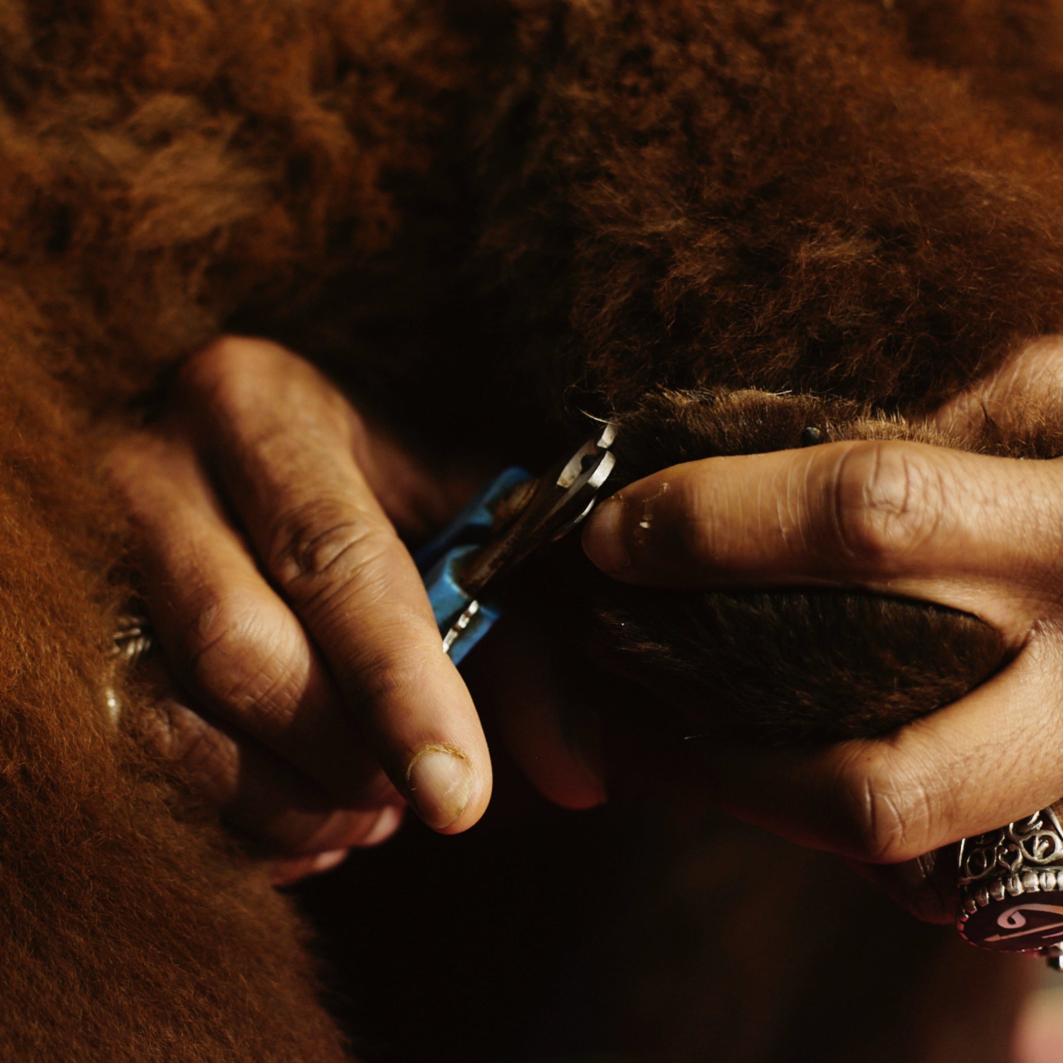 Dog Nail cutting filing & Polish.