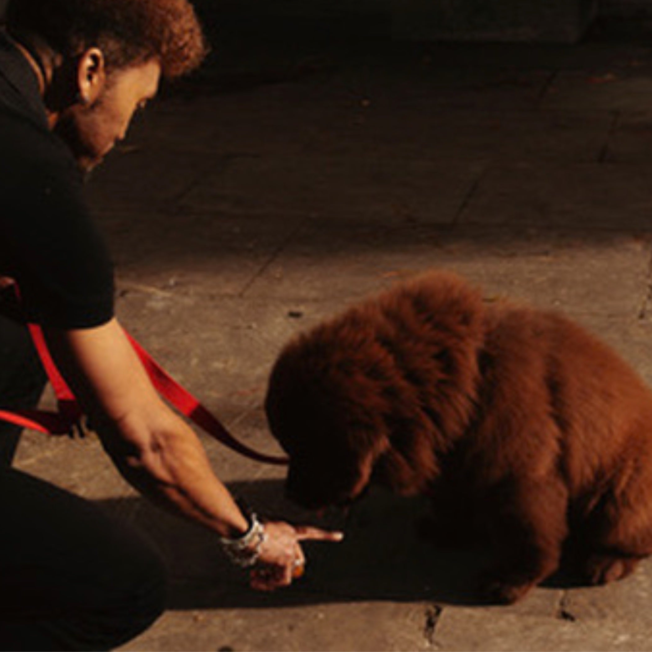 Dog training Session