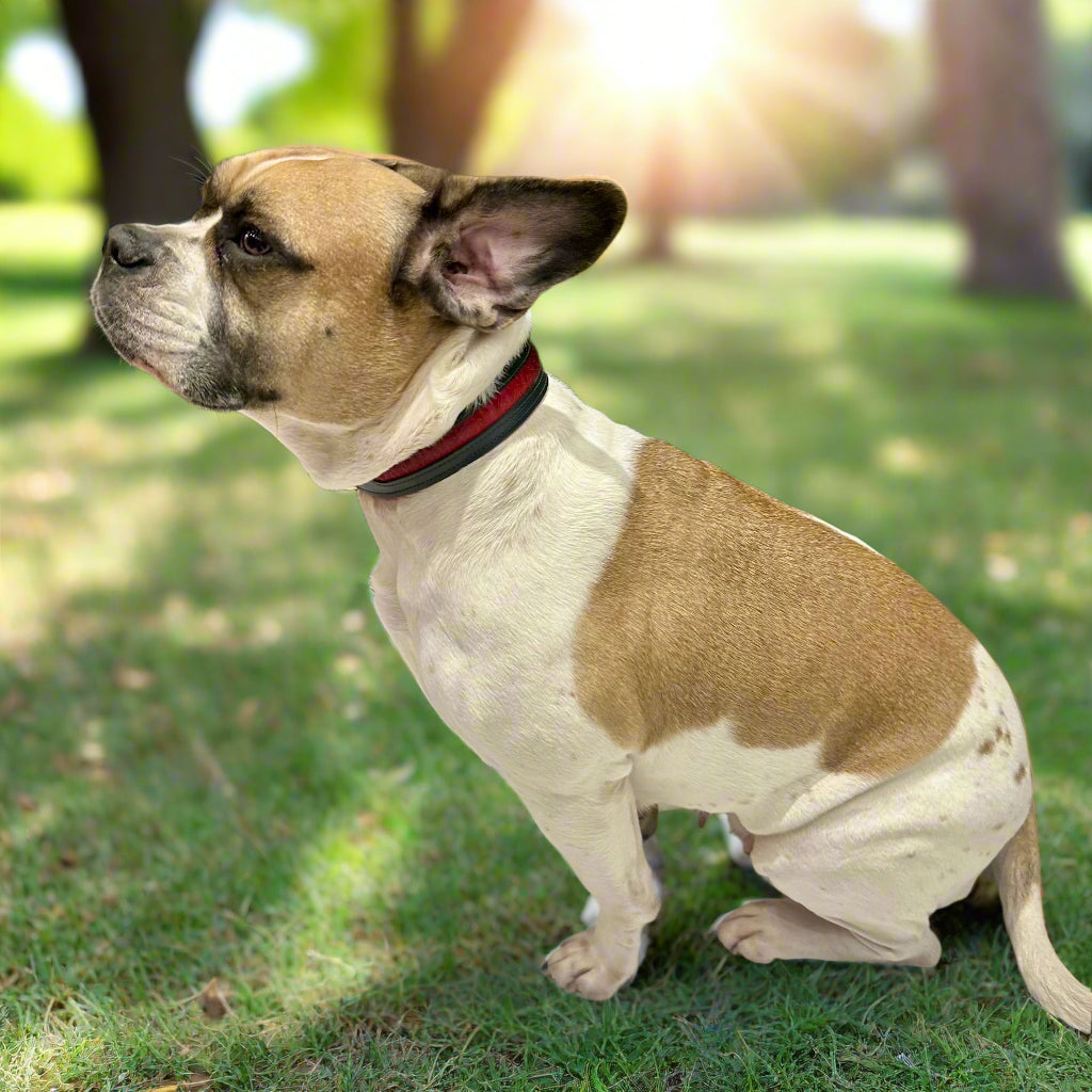 Luxury Blood Red SpringBok Cases In Leather for Medium Dogs – SpringBok Leather Collar