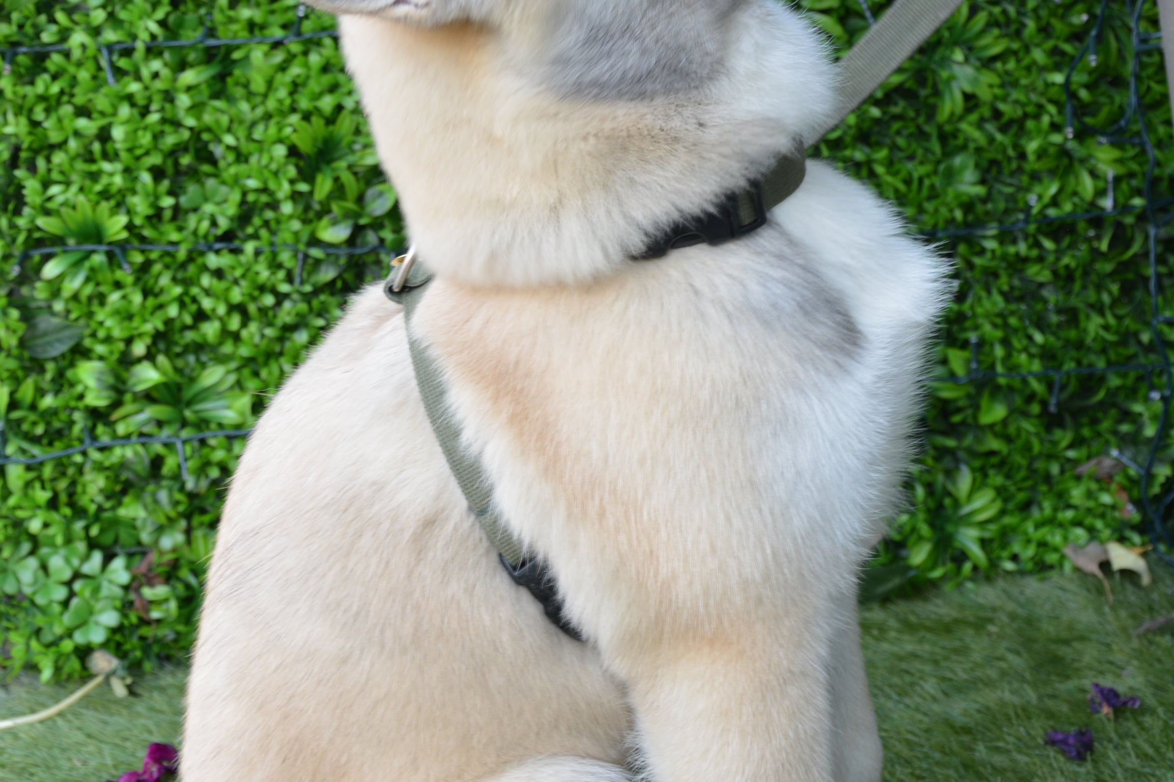 Verve Multi-functional Training Harness